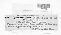 Cystopus bliti image